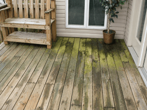 Algae & Organic Growth
